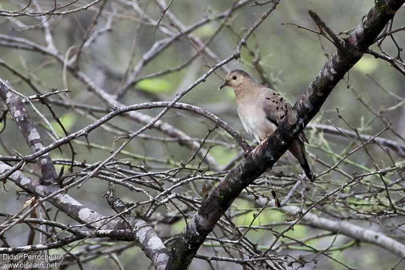 Ecuadorian Ground Dove, habitat, pigmentation
