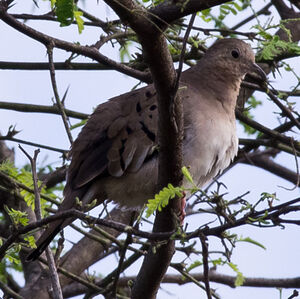 Ecuadorian Ground Dove