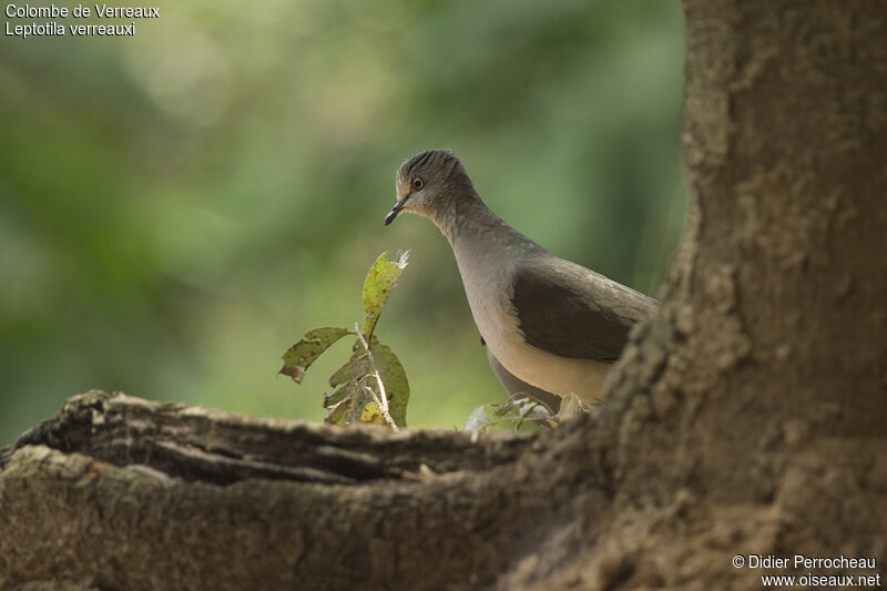 White-tipped Dove, identification