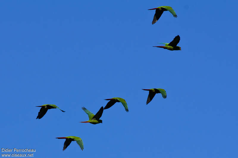 Slender-billed Parakeet, Flight