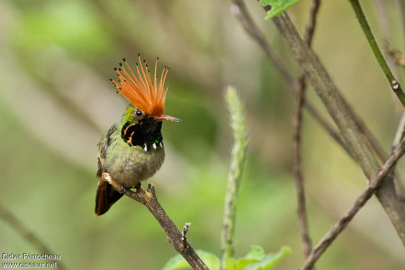 Rufous-crested Coquette male adult, aspect