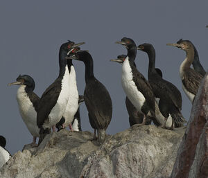 Cormoran de Bougainville