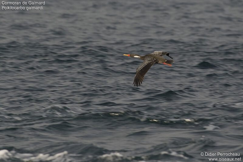 Red-legged Cormorant, Flight