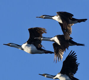 Cormoran impérial