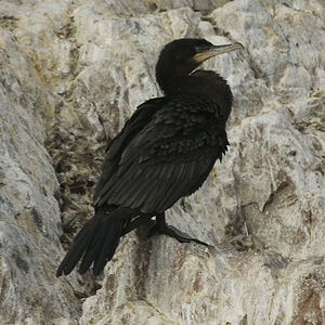 Neotropic Cormorant