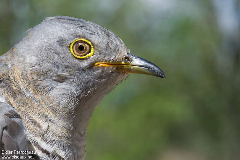 Common Cuckooadult, close-up portrait