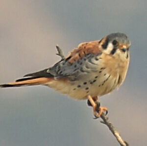 American Kestrel
