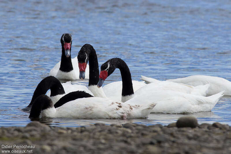 Black-necked Swan, pigmentation, eats
