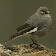 White-winged Diuca Finch