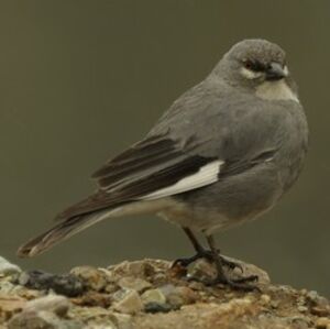 White-winged Diuca Finch