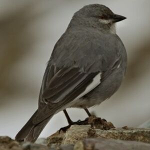 White-winged Diuca Finch