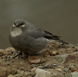 White-winged Diuca Finch