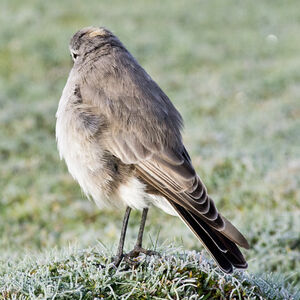 Ochre-naped Ground Tyrant