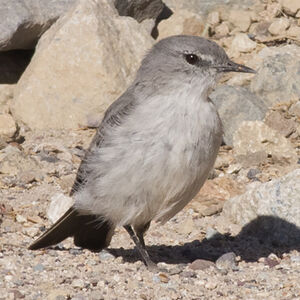 Cinereous Ground Tyrant