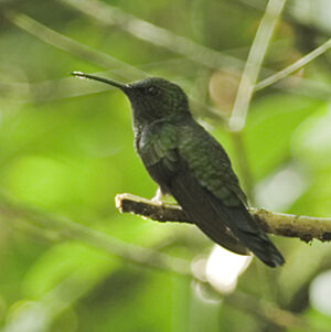 Fork-tailed Woodnymph
