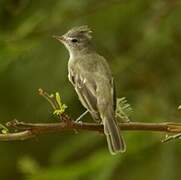 Grey-and-white Tyrannulet