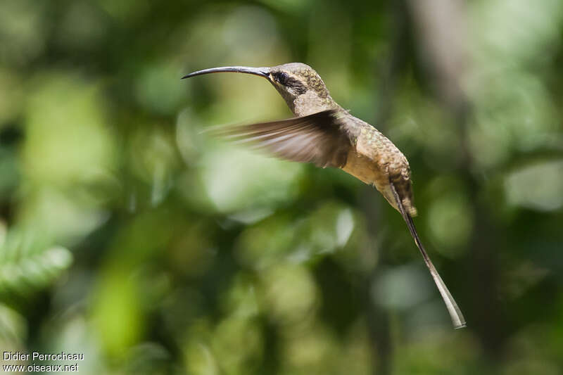Long-tailed Hermitadult, pigmentation, Flight