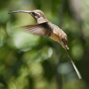 Long-tailed Hermit