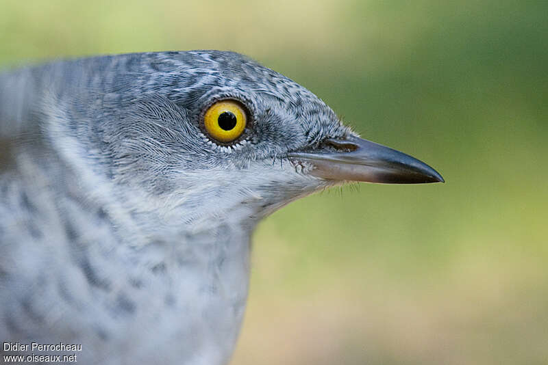 Barred Warbler male adult, close-up portrait