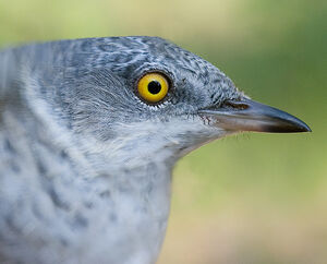 Barred Warbler