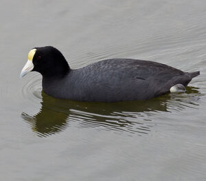 Andean Coot