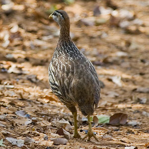 Double-spurred Francolin