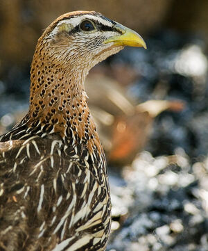Double-spurred Francolin