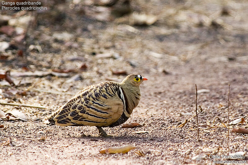 Four-banded Sandgrouse male adult