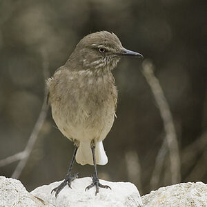 Black-billed Shrike-Tyrant