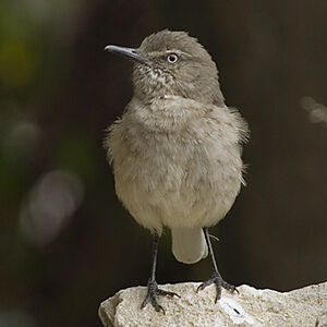 Black-billed Shrike-Tyrant
