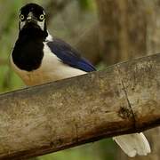 White-tailed Jay