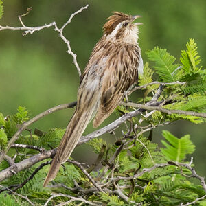 Striped Cuckoo