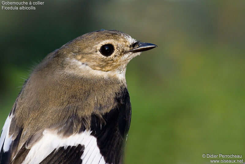 Collared Flycatcher male adult post breeding