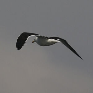 Go�land dominicain