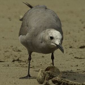 Go�land gris