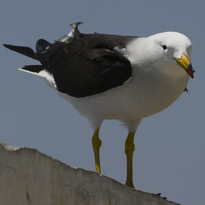 Belcher's Gull