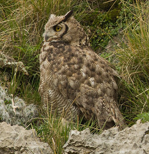 Great Horned Owl
