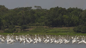 Grande Aigrette