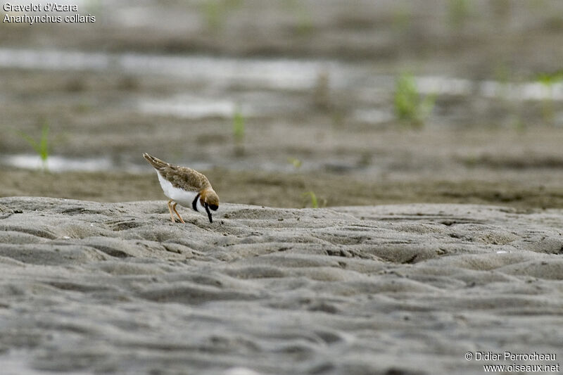 Collared Plover