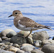 Rufous-chested Plover