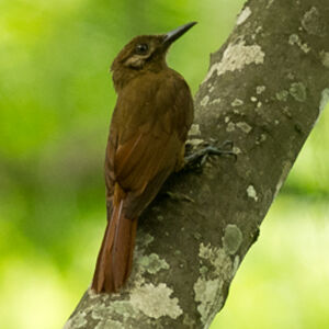 Plain-brown Woodcreeper