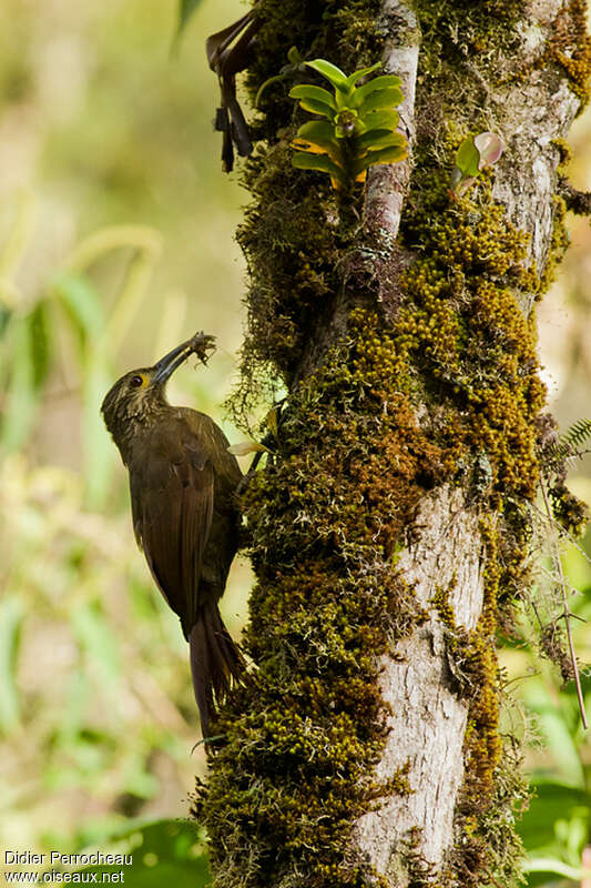 Strong-billed Woodcreeper, fishing/hunting