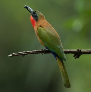 Red-throated Bee-eater
