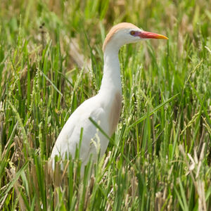 Western Cattle Egret
