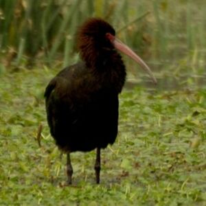 Ibis de Ridgway