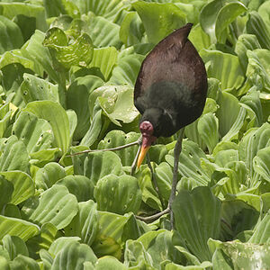 Jacana noir