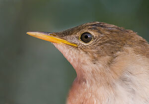 Locustelle luscinio�de 
&copy; Didier Perrocheau