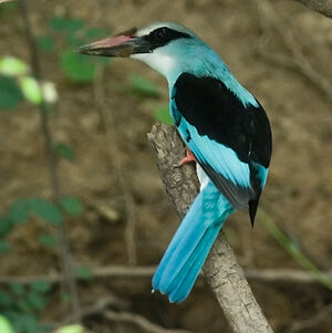 Blue-breasted Kingfisher