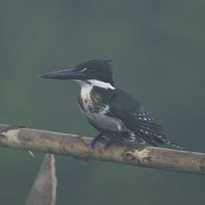 Amazon Kingfisher