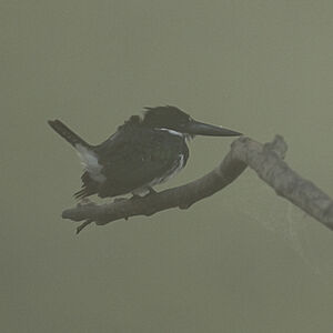 Amazon Kingfisher